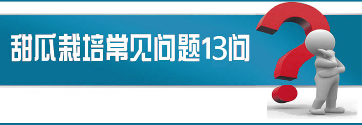 蔬菜種子栽培技術(shù)-<strong><font color='#006428'>甜瓜栽培常見(jiàn)問(wèn)題13問(wèn)？</font></strong>