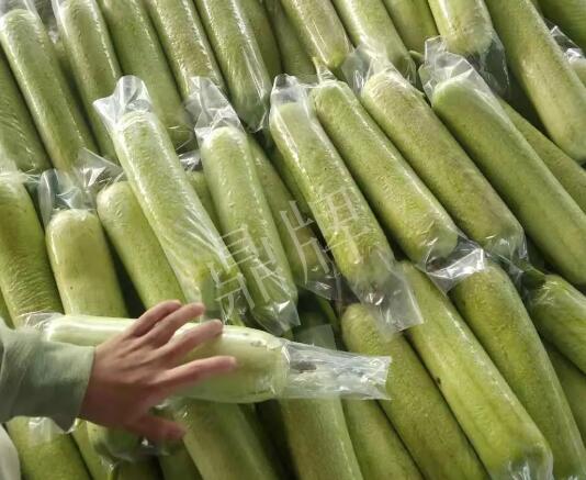 蔬菜種子種植戶客戶點(diǎn)評(píng)-這個(gè)絲瓜每畝能掙3萬(wàn)，惠州客戶很滿意！