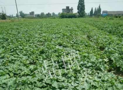 蔬菜種子種植戶客戶點評-今年秋季，什么甜瓜品種表現(xiàn)好？