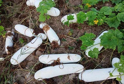 您種植過(guò)“堆堆瓜”嗎？看一看，地上全是瓜！一睹芳容