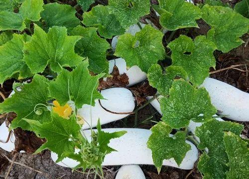 您種植過(guò)“堆堆瓜”嗎？看一看，地上全是瓜！一睹芳容
