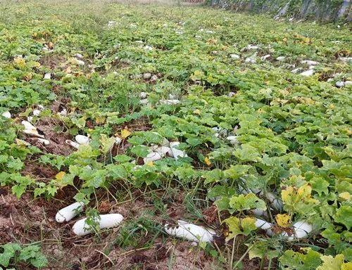 您種植過(guò)“堆堆瓜”嗎？看一看，地上全是瓜！一睹芳容