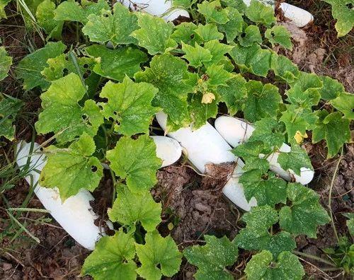 您種植過(guò)“堆堆瓜”嗎？看一看，地上全是瓜！一睹芳容