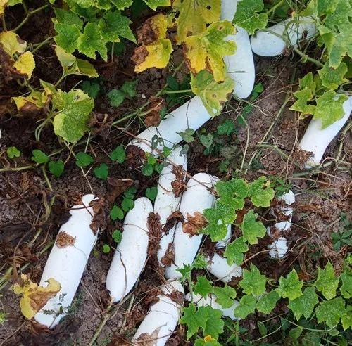 您種植過(guò)“堆堆瓜”嗎？看一看，地上全是瓜！一睹芳容