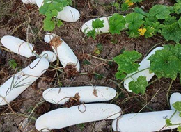 蔬菜種子種植戶客戶點評-您種植過“堆堆瓜”嗎？看一看，地上全是瓜！一睹芳容！