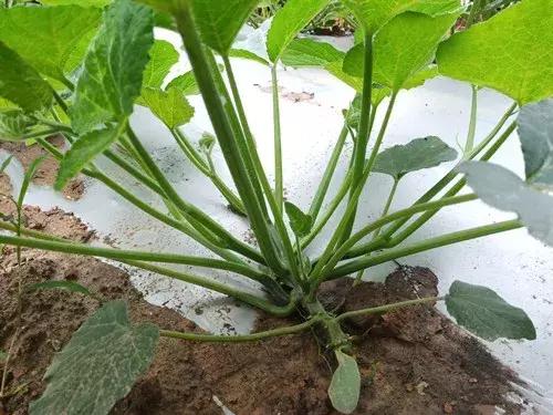 菜農(nóng)種植無需噴農(nóng)藥的蔬菜，不僅栽培簡(jiǎn)單、而且效益高