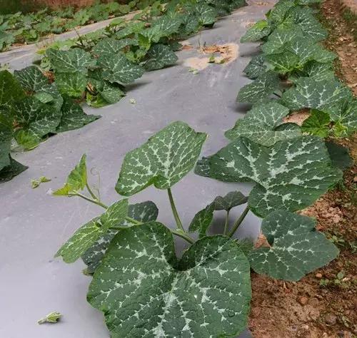 菜農(nóng)種植無需噴農(nóng)藥的蔬菜，不僅栽培簡(jiǎn)單、而且效益高