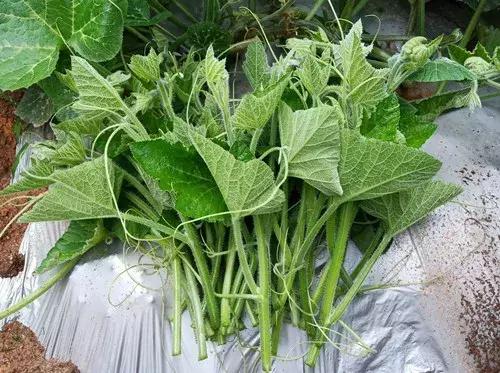 菜農(nóng)種植無需噴農(nóng)藥的蔬菜，不僅栽培簡(jiǎn)單、而且效益高