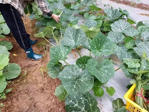菜農(nóng)種植無需噴農(nóng)藥的蔬菜，不僅栽培簡(jiǎn)單、而且效益高