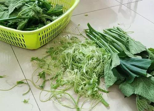 菜農(nóng)種植無需噴農(nóng)藥的蔬菜，不僅栽培簡(jiǎn)單、而且效益高