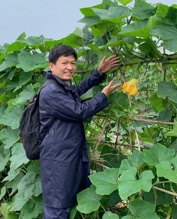 3元1斤的健美蜜本南瓜快成熟了，緬甸種植戶發(fā)來圖片與視頻