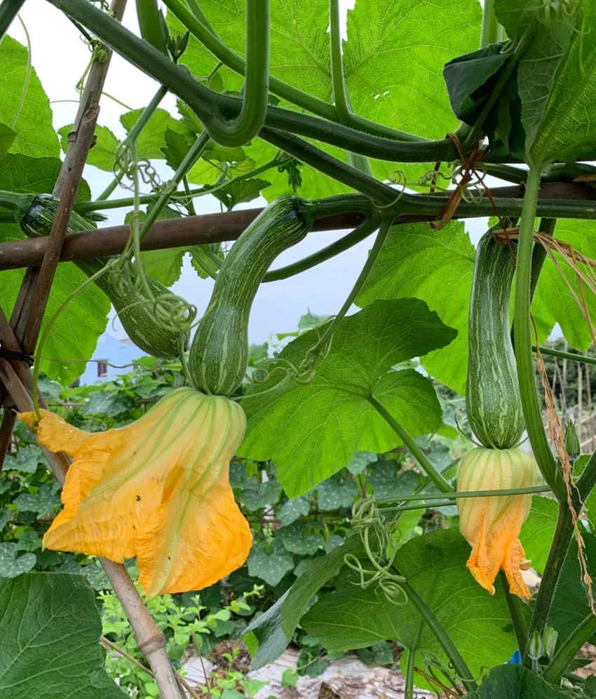 3元1斤的健美蜜本南瓜快成熟了，緬甸種植戶發(fā)來圖片與視頻