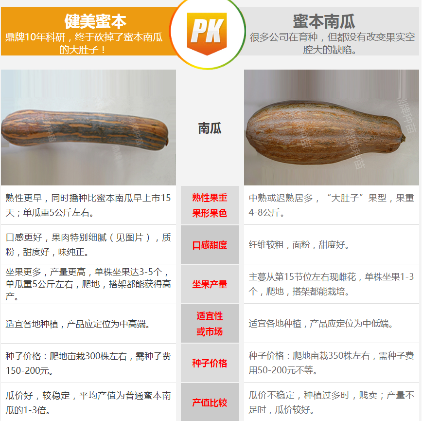 生吃都好吃南瓜新品種，沒(méi)有大肚子，肉質(zhì)更密致，農(nóng)戶試種下