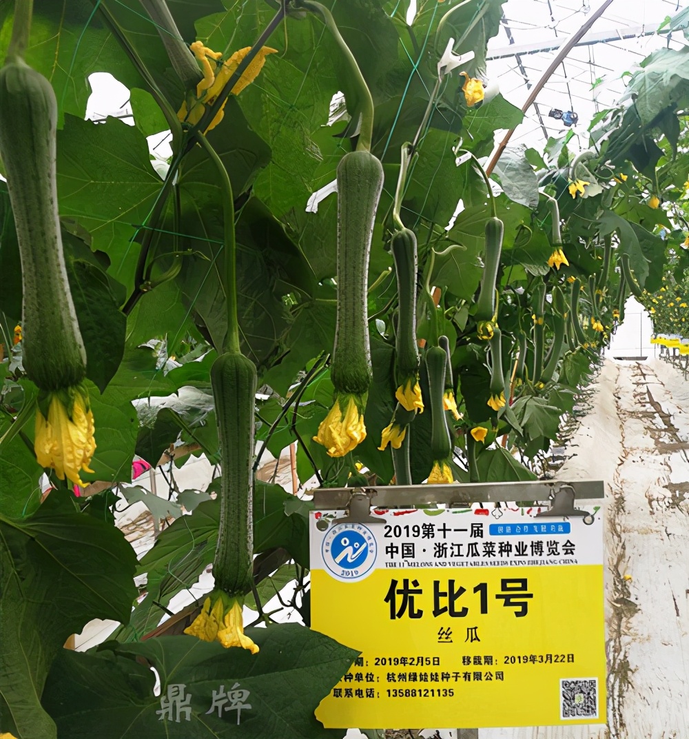 這個絲瓜畝產可達8000公斤，菜農2021年致富的絲瓜品種