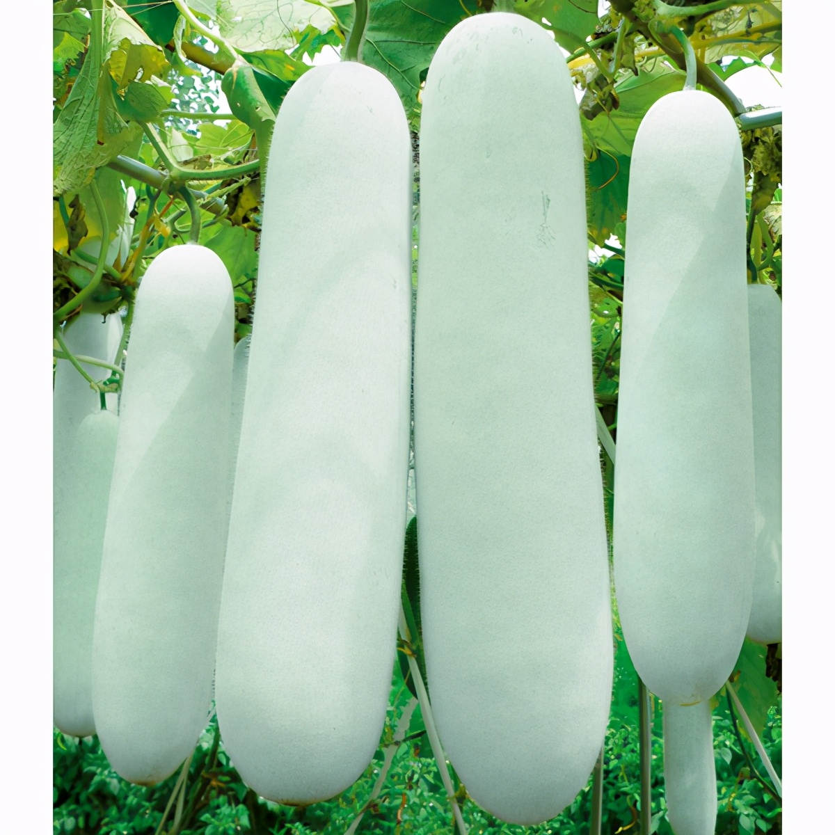 這個(gè)冬瓜品種放1年不壞，口感脆甜，多年科研就為打造這1個(gè)爆品