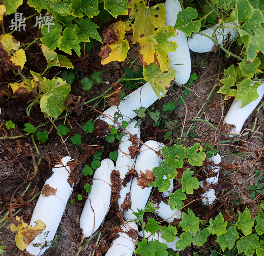 這個(gè)冬瓜品種放1年不壞，口感脆甜，多年科研就為打造這1個(gè)爆品