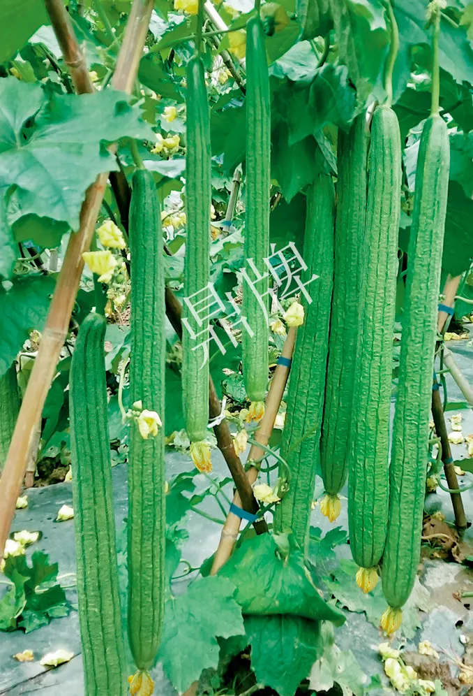 它是絲瓜種植戶的新選擇，節(jié)節(jié)有瓜，瓜長而不彎曲