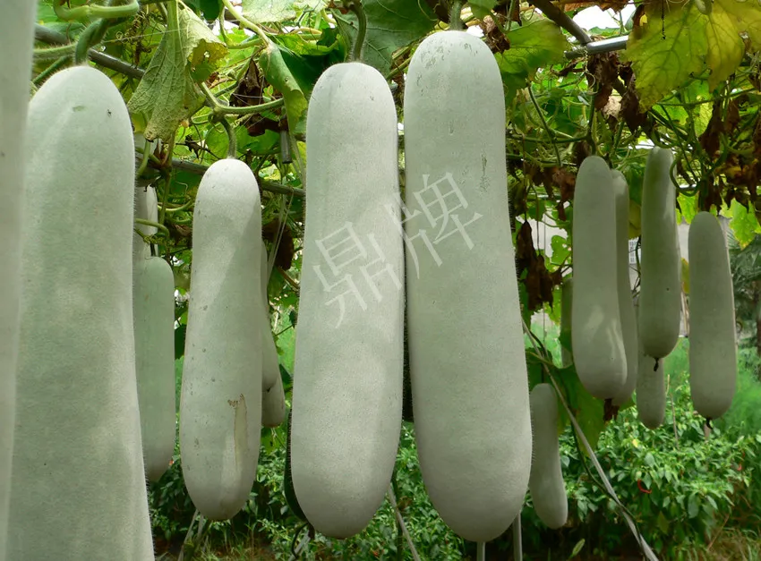 這個(gè)品種太優(yōu)秀了！耐儲耐運(yùn)，適合大面積種植，菜農(nóng)瓜販都喜歡