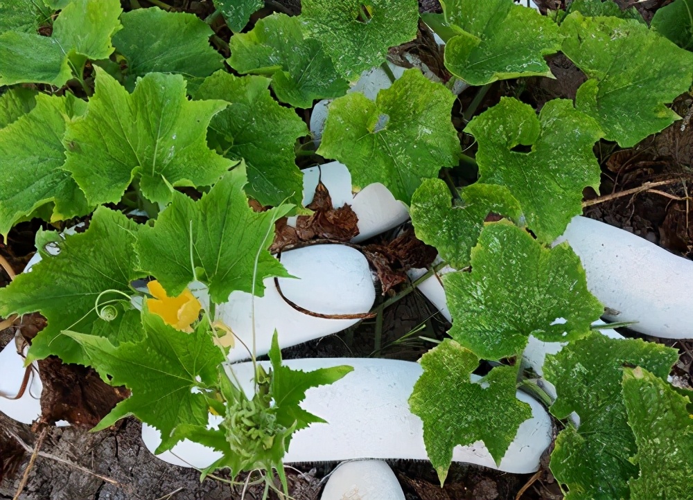 這個(gè)品種太優(yōu)秀了！耐儲耐運(yùn)，適合大面積種植，菜農(nóng)瓜販都喜歡