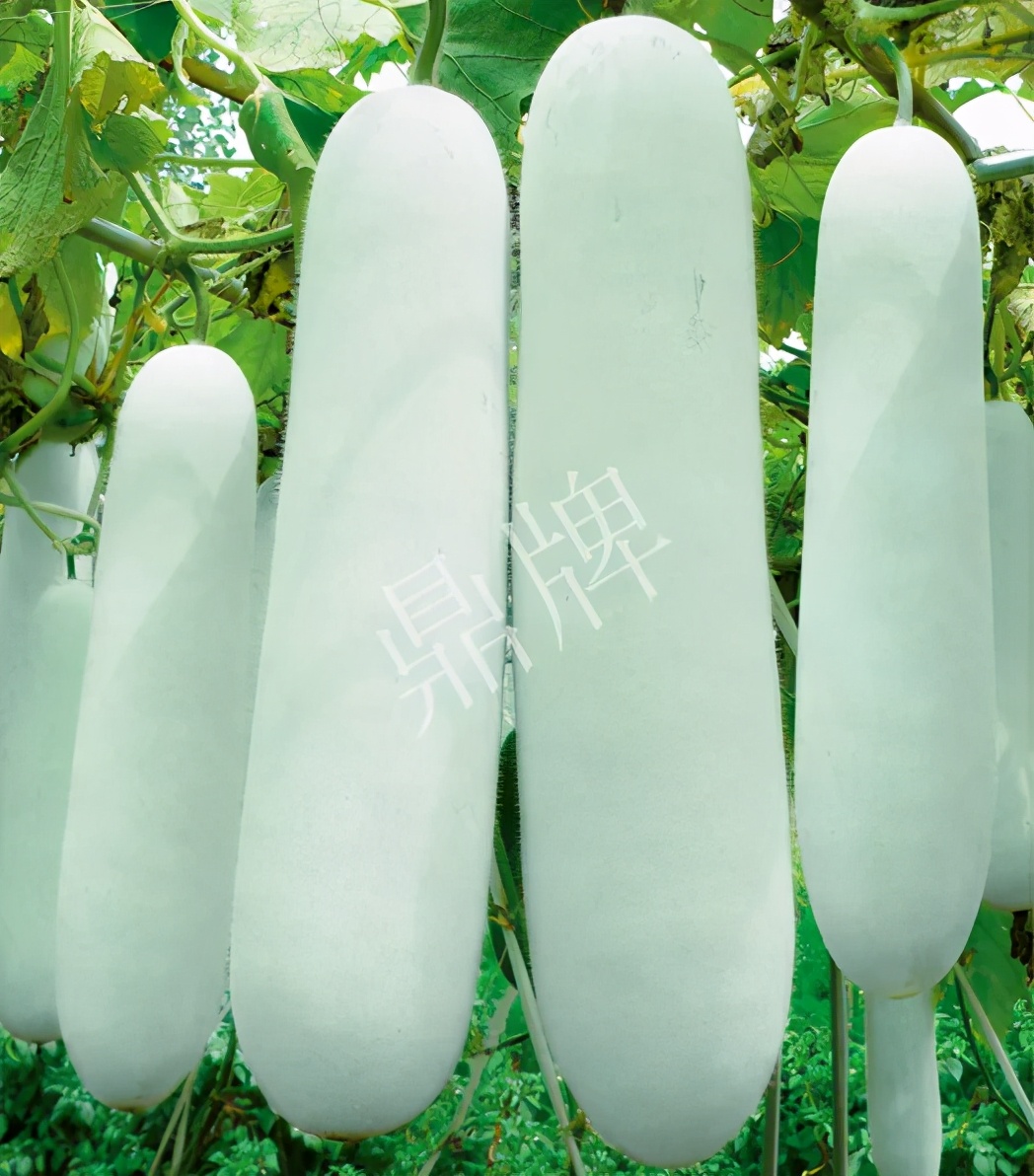 這個(gè)品種太優(yōu)秀了！耐儲耐運(yùn)，適合大面積種植，菜農(nóng)瓜販都喜歡