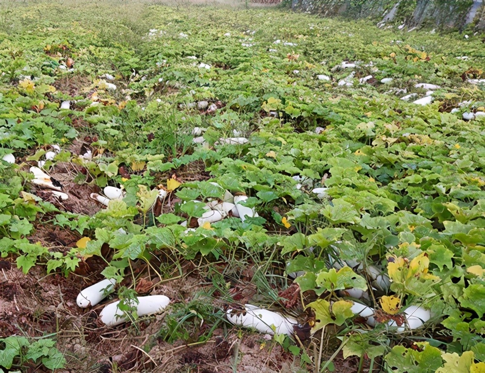 這個(gè)品種太優(yōu)秀了！耐儲耐運(yùn)，適合大面積種植，菜農(nóng)瓜販都喜歡