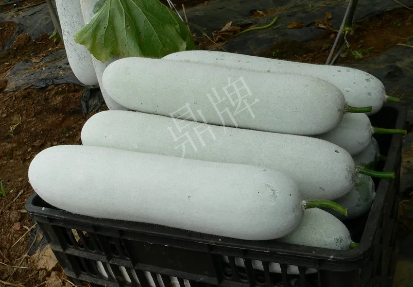 這個(gè)品種太優(yōu)秀了！耐儲耐運(yùn)，適合大面積種植，菜農(nóng)瓜販都喜歡