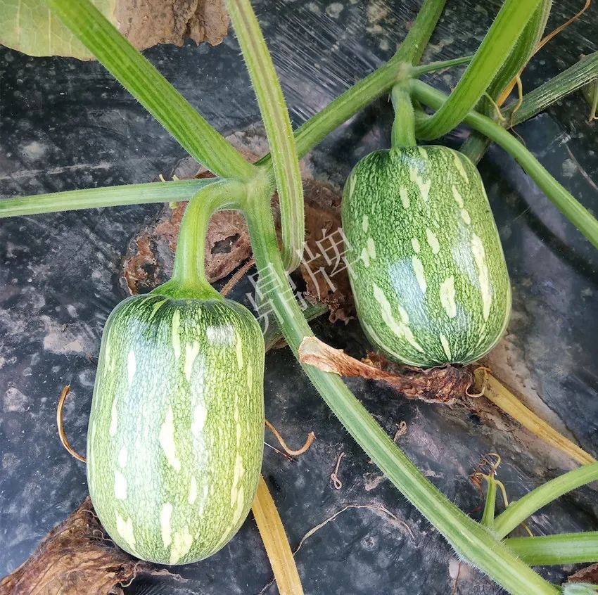 襄陽(yáng)農(nóng)民“押寶”押對(duì)了，這個(gè)品種幫他賺了2倍錢