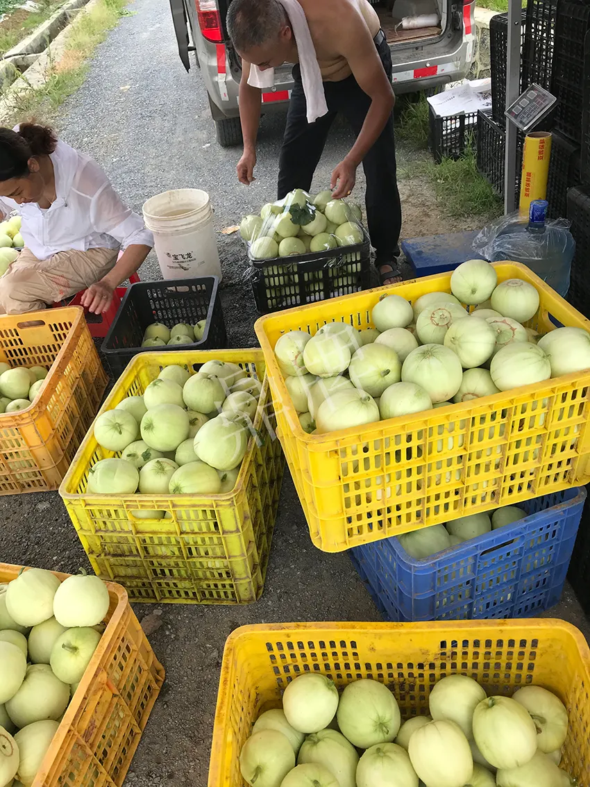 郴州農(nóng)戶種植新品種，果實又香又甜，很好賣