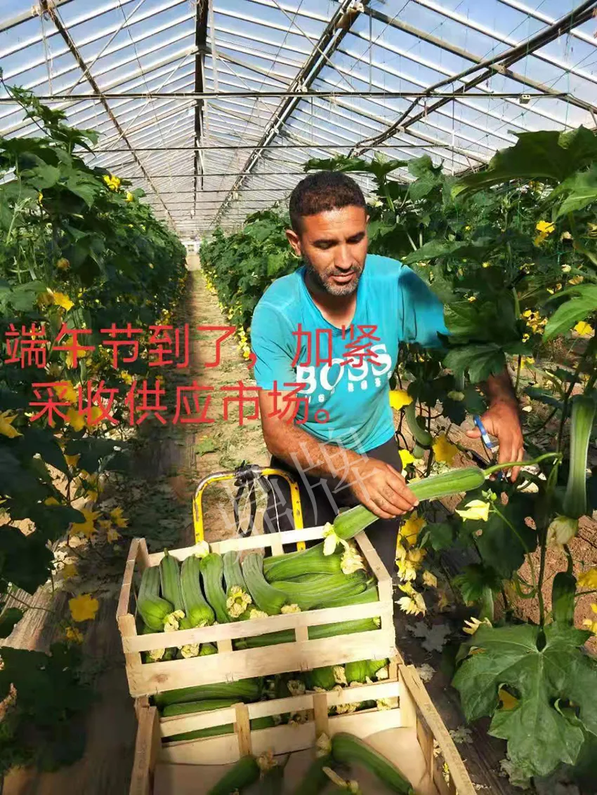 鎮(zhèn)江的何青萍，在法國種植“優(yōu)比1號”每公斤24元
