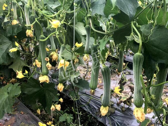 蔬菜種子種植戶客戶點(diǎn)評-這個(gè)絲瓜品種，找不到競爭對手……