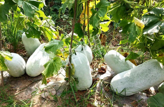 蔬菜種子種植戶客戶點評-驚訝！炎炎烈日下，小孩大聲喊：“大雪球！大雪球……”怎樣一回事？