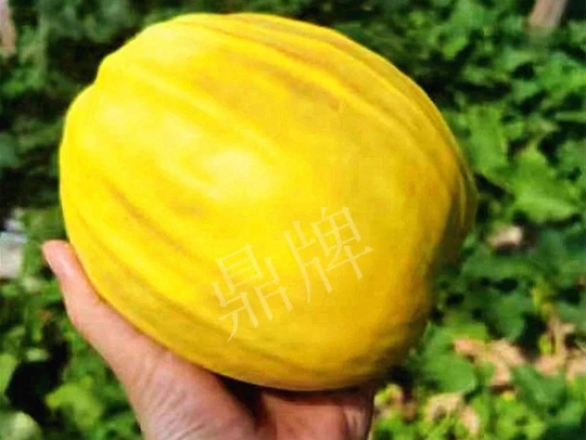蔬菜種子種植戶客戶點評-我的甜瓜賣20元1市斤，與大家分享…