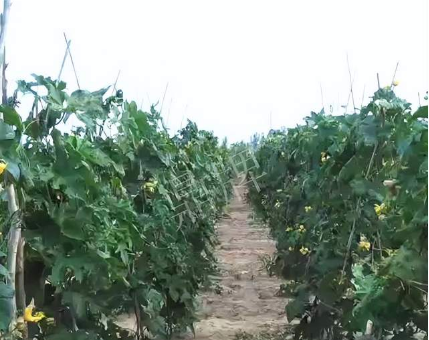 蔬菜種子種植戶客戶點(diǎn)評(píng)-種植這個(gè)品種，獲得高收入，老婆的功勞最大
