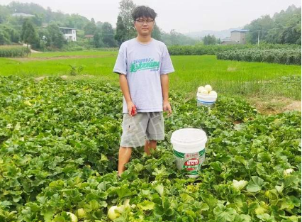 蔬菜種子種植戶客戶點(diǎn)評(píng)-甜瓜新品上市，每個(gè)賣9元，很暢銷！