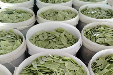 蔬菜種子種植戶客戶點(diǎn)評-時(shí)隔20年，我再種這個(gè)品種，大家來看看，怎么樣？