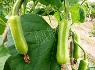 蔬菜種子種植戶客戶點評-科研人員發(fā)誓研究的一個抗高溫品種，您可能需要！