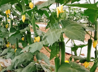 蔬菜種子種植戶客戶點評-一株結(jié)瓜30多個，價錢好，賺了！