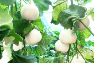 蔬菜種子種植戶客戶點評-丁老板說：種植這個品種，獲得了滿意的收入，確實“爽歪歪”