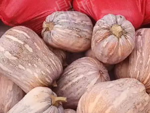 蔬菜種子種植戶客戶點評-今年，這個南瓜品種刷新了我的認知！您遇到過這種情況嗎？