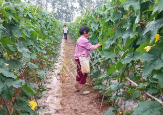 蔬菜種子種植戶客戶點評-85歲老奶奶，還是種植基地的領(lǐng)頭人，做的怎么樣？一起去看看…