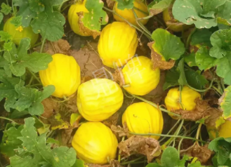 蔬菜種子種植戶客戶點評-瓜農(nóng)說：“還得是這個品種?。　?，什么品種讓種植戶如此感慨？